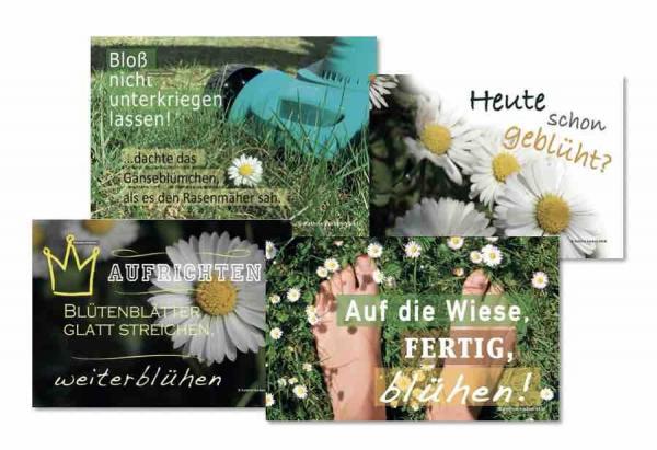 postkarten-gänseblümchen