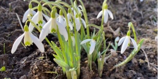 fruehling2 fruehling2